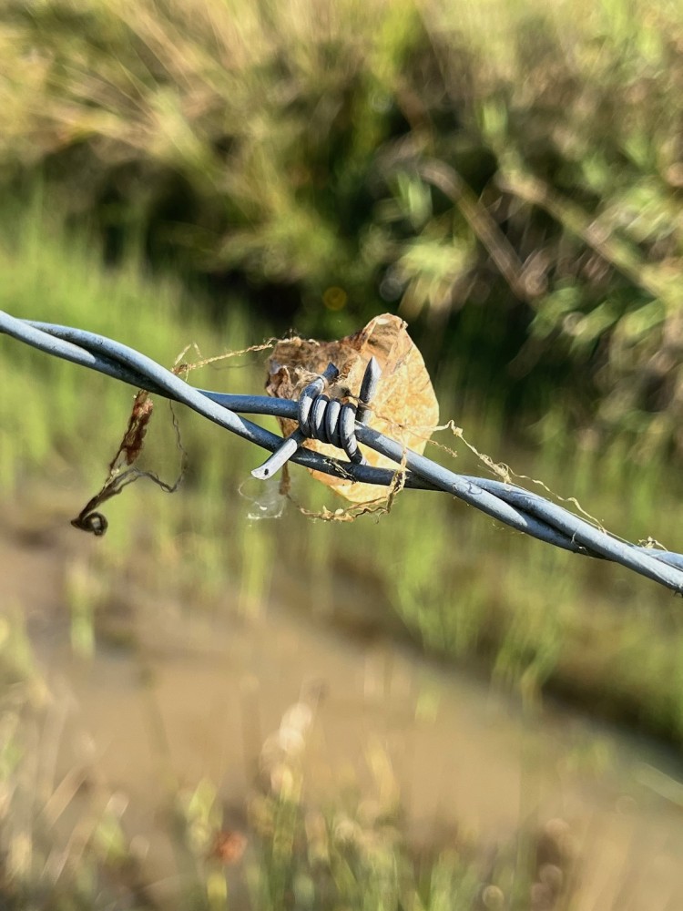 IMG_2151.jpg (569.85 Kio) Vu 4834 fois nid d'Argyope; à plusieurs reprises, les nids sont restés accrochés au sommet des piquets de clôture en bois.