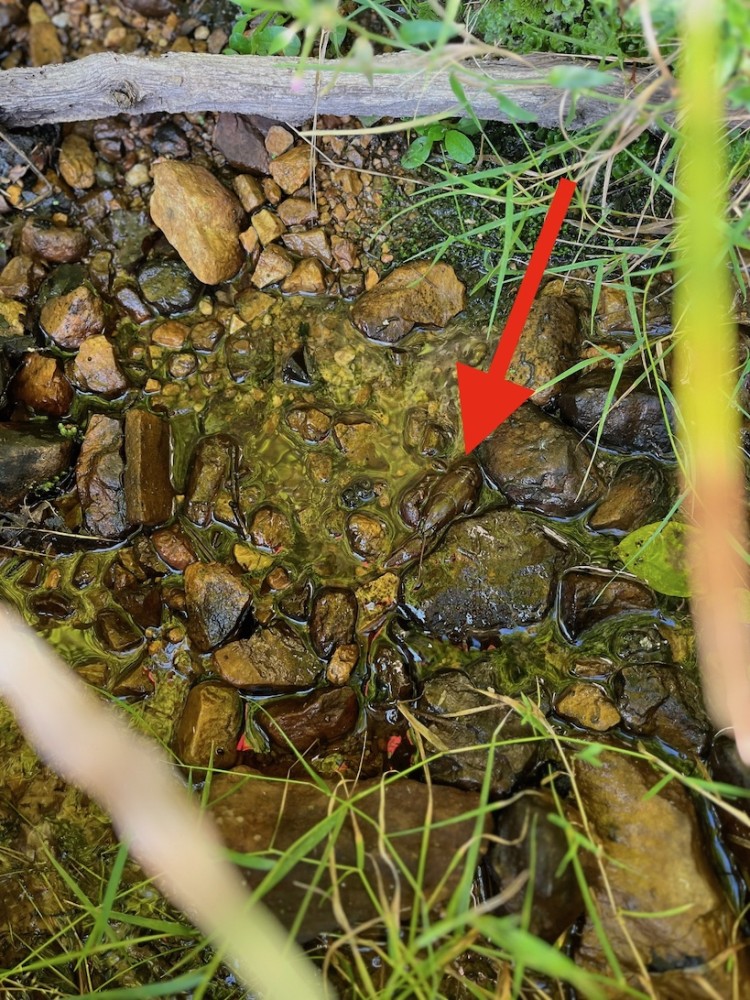 L'écrevisse à patte blanche dans le ruisseau encore en eau.