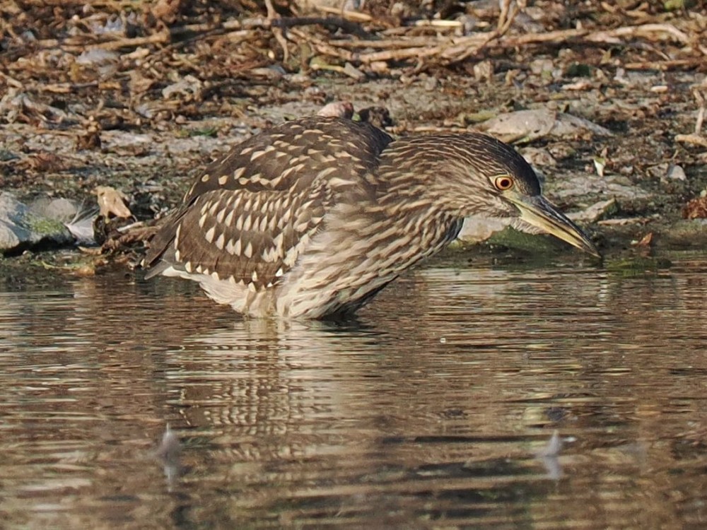 Bihoreau gris  Nycticorax nycticorax le le 17/08/2025 à 19h40