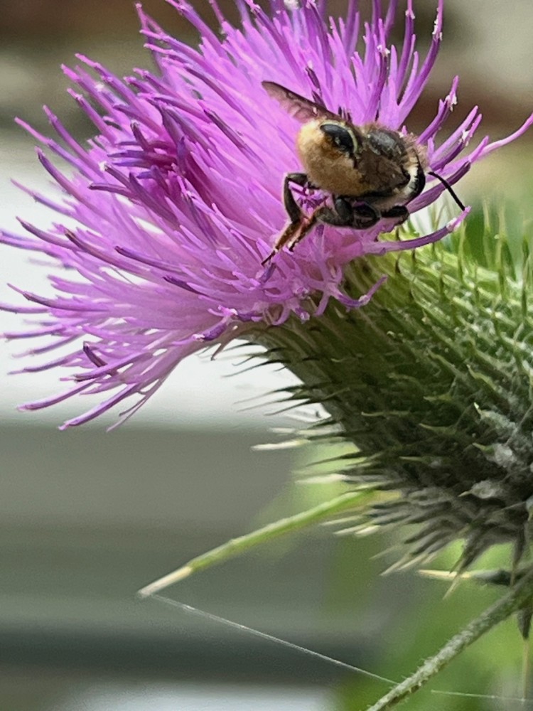 A la place de fleurs &quot;décoratives&quot;, un chardon (Cirse,  espèce?) de plus de 2 m de haut dans la plate bande a attiré nombre d'insectes butineurs tout l'été. Pour que le spectacle dure, il suffit de couper régulièrement toutes les fleurs passées, d'autres réapparaissent! (et en plus ça évite les graines volant vers de espaces où le chardon n'est pas désiré.&quot;<br />Parmi les butineurs, une abeille solitaire avec brosse ventrale spectaculaire.