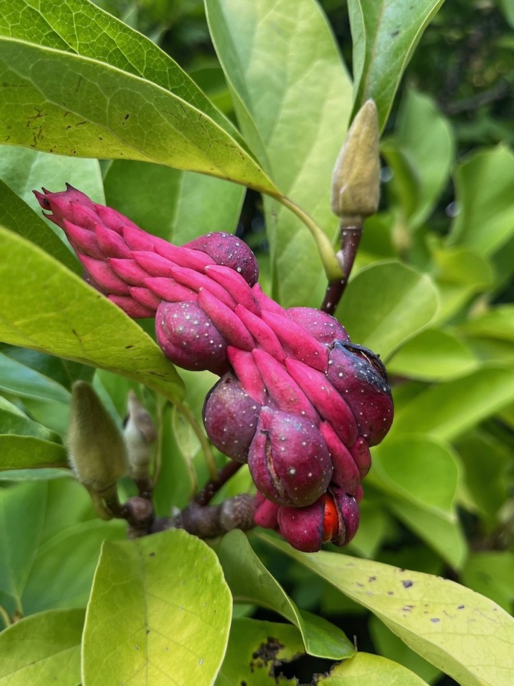fruit étonnant du magnolia; les &quot;cases&quot; gonflées contiennent des graines. L'intérêt est plus haut : le chardonneret aime construire chaque année son nid dans les terminaisons fines des branches.