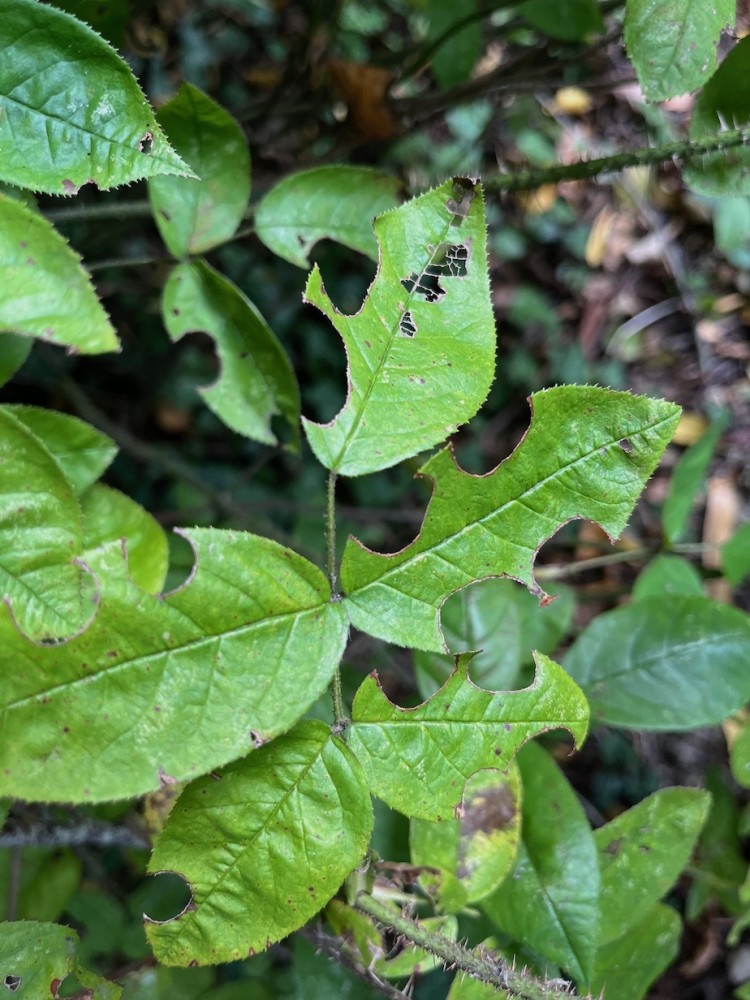 Chaque année, des mégachiles découpent scrupuleusement des rondelles dans les feuilles des rosiers, avant de les rouler en cigare pour y pondre.