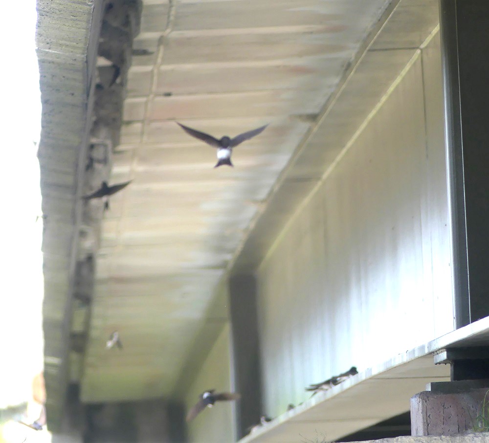 colonie pont de Beauvoir.JPG