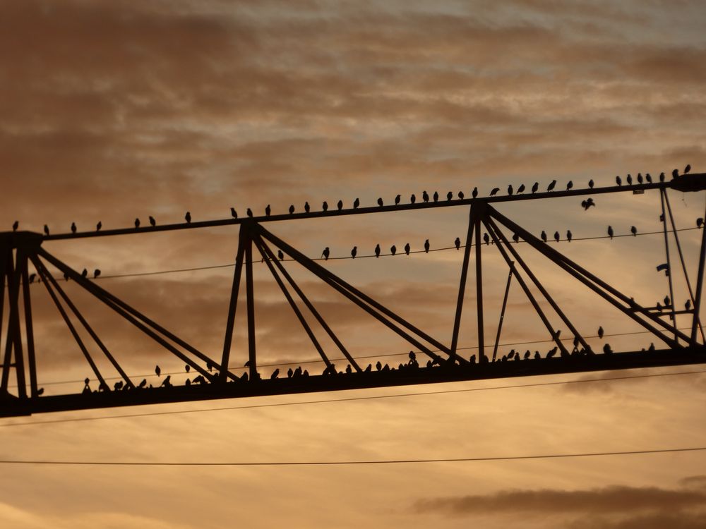 Pré-dortoir d'étourneaux rue Constant Forget Caen (PGa)