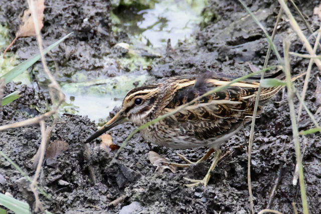 Bécassine sourde3.jpg