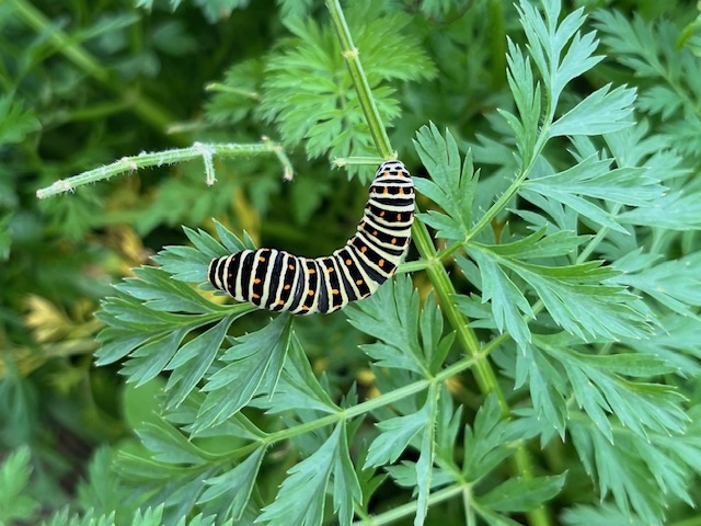 chenille sur carotte