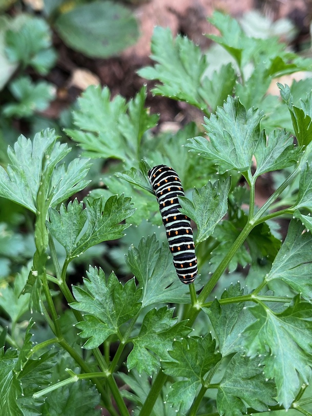 chenille sur persil