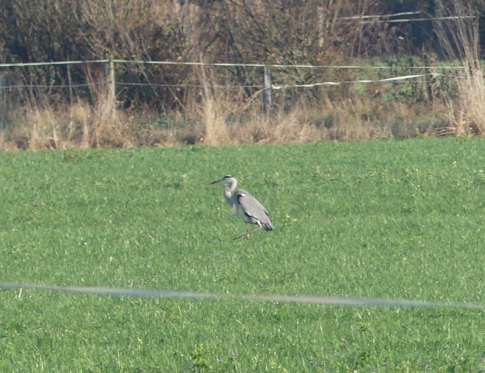 héron cendré Pontorson.JPG