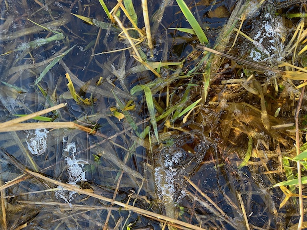 fientes de bécassine sur l'eau gelée