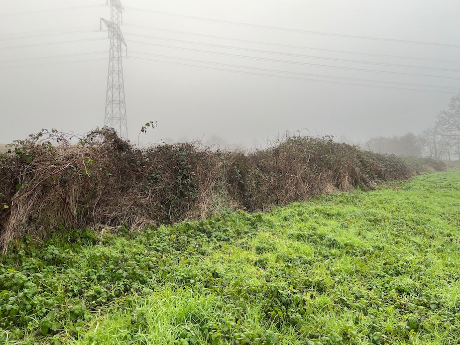 La clôture artificielle qui sépare le refuge de la parcelle de maïs est maintenant colonisée par un roncier. Traquet  pâtre, accenteur, fauvette grisette en migration, mésange à longue queue apprécient la gestion "extensive".