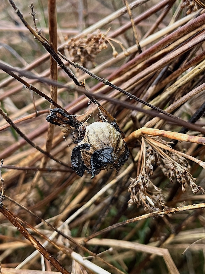 Très nombreux nids d'argyope