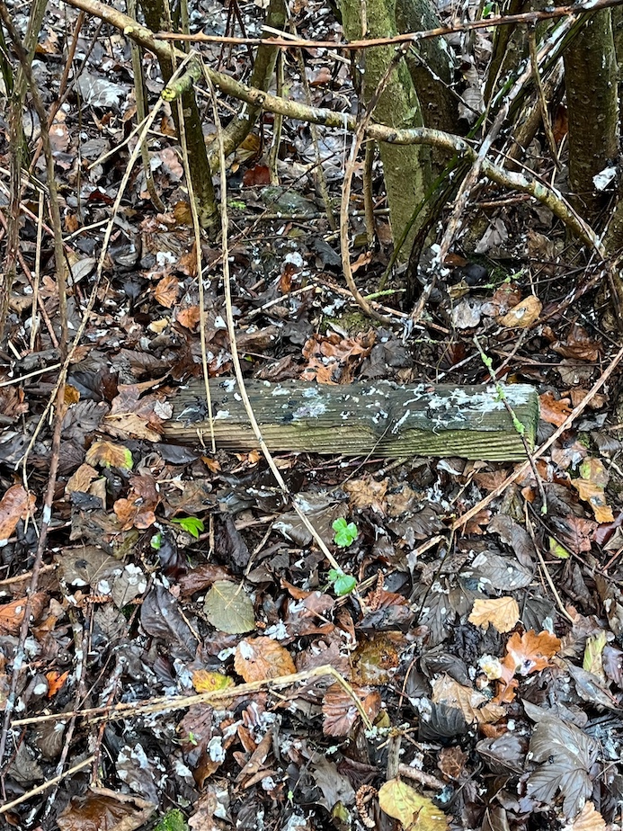 La partie haute du refuge a été entièrement aménagée sur plan! Des bassins en cascade, des plantations pour des oiseaux d'eau et des passereaux des buissons et des aulnes. <br />Un dortoir de grive laisse des traces au sol..