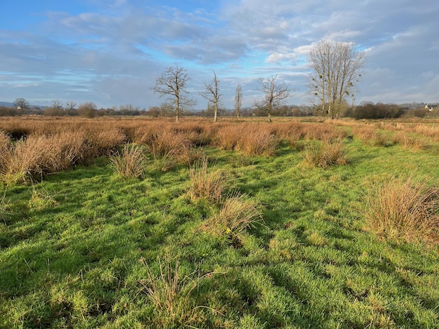 les chênes les plus vieux marquent l'ancien parcellaire avant remembrement.