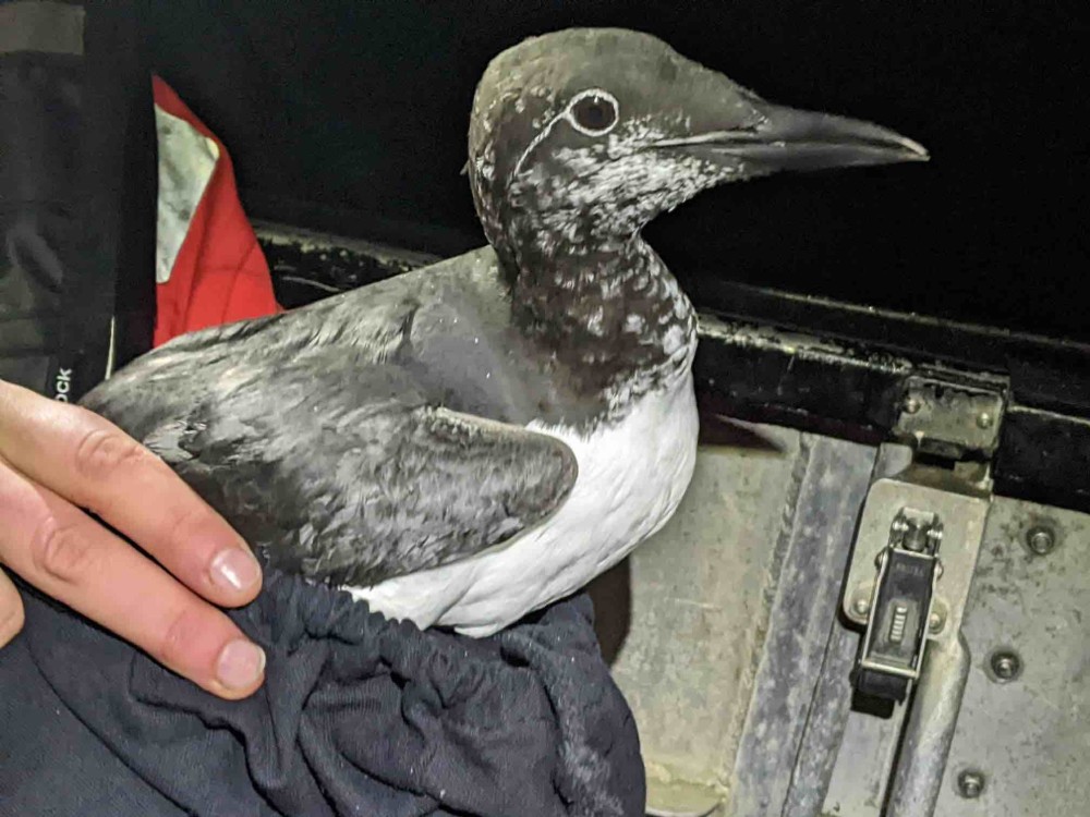 Guillemot de troïl, forme bridée