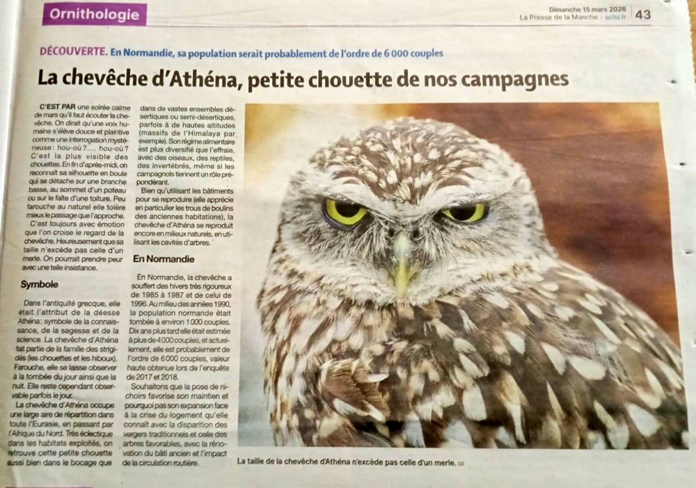 Cheveche_PDLM_20260315_.jpg (280.26 Kio) Vu 10016 fois La Presse de la Manche 20260315