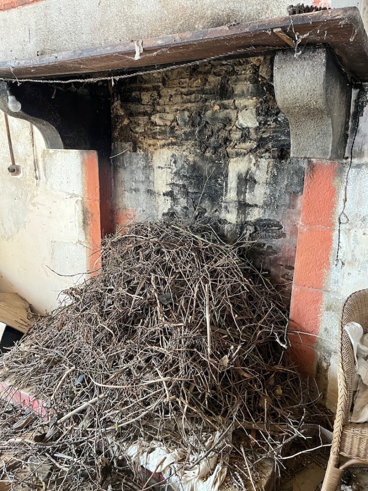 accumulation de branches en bas d'une cheminée qui résiste aux projets de construction de nids par les choucas "propriétaires" du lieu