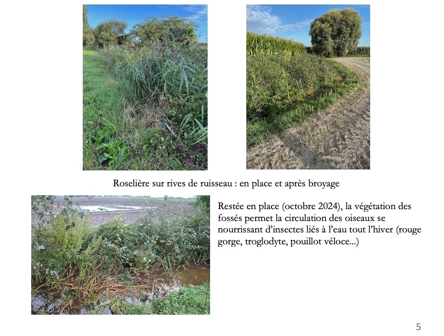 Une des critiques contenues dans le bilan à l'égard de la gestion agricole des haies et fossés.