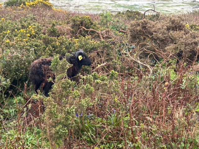 Un mouton d'Ouessant