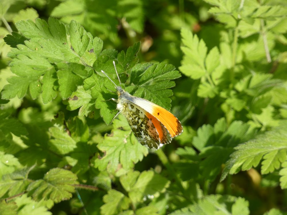 Un papillon typique du printemps qui fait aussi plaisir à voir que la première hirondelle, c'est l'aurore. Coloré avec sa belle teinte orangée et très vif, il n'est pas toujours facile à capter. Là c'était sur le chemin des Costils à Caen, liaison entre Bretteville-sur-Odon et Caen.
