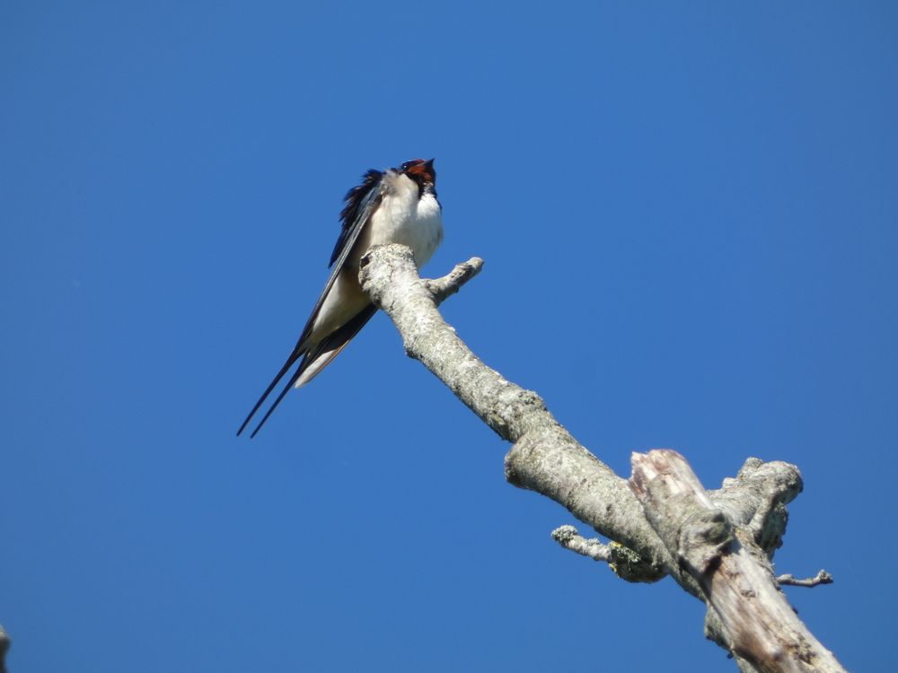 Les hirondelles rustiques locales sont revenues. Elles ne sont pas si courantes à Caen. Certaines nichent dans une grange qui abrite des chevaux aux beaux jours, en limite de Caen et Bretteville, le long du Petit Odon. Un accouplement a été observé et le lendemain un oiseau collectait des boules de boue dans la vase de la rive du Petit Odon.
