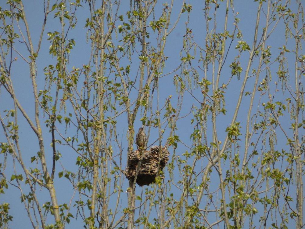Entre Odon et Petit Odon, il existe des peupleraies plus ou moins solides, remplies de gui, idéales donc pour la grive draine. Celle-ci chantait, solidement perchée sur un ancien nid de frelon asiatique.