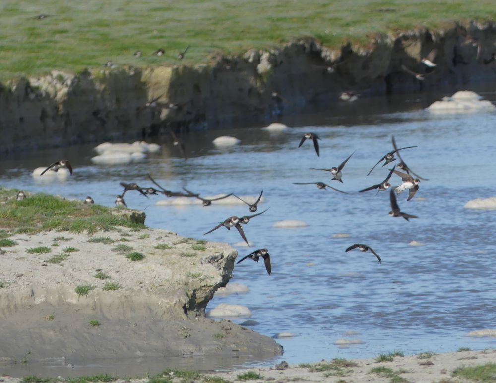 hirondelles de rivage la Roche.JPG