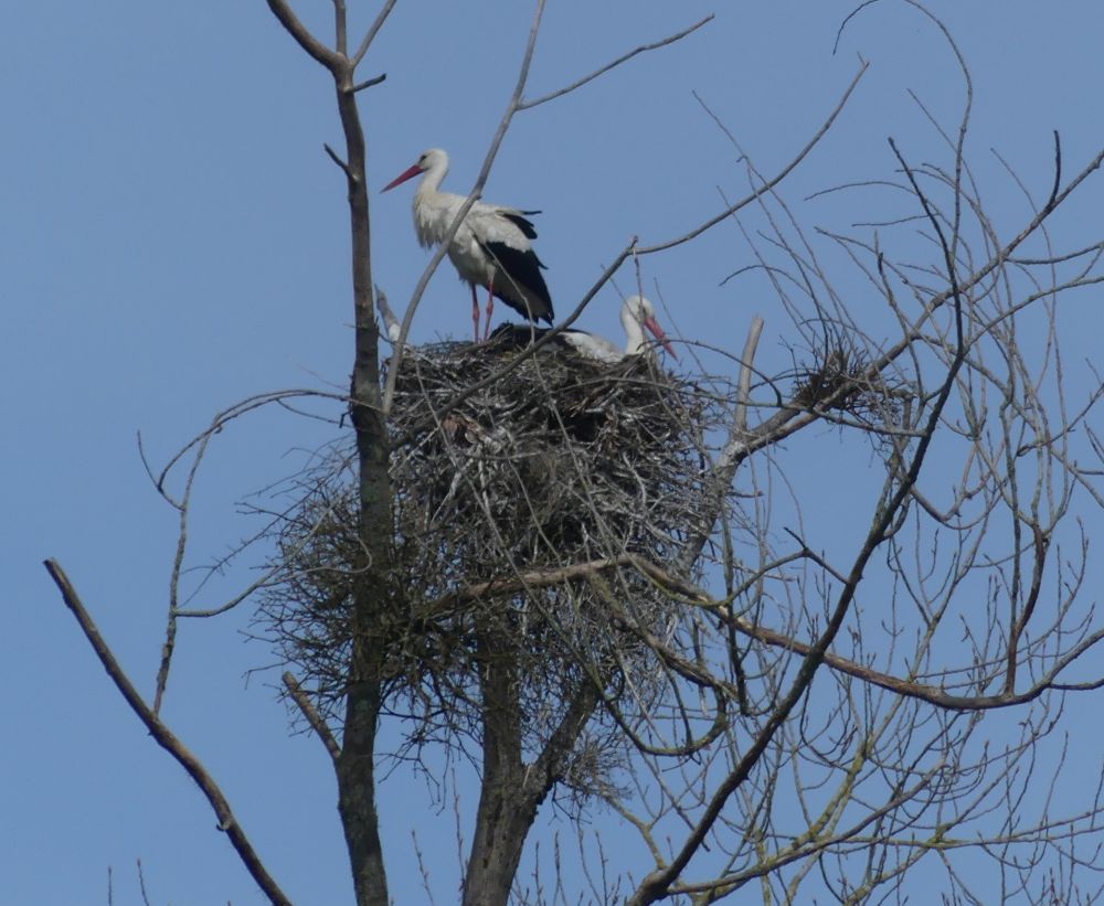 cigogne blanche 19 04 2026.JPG