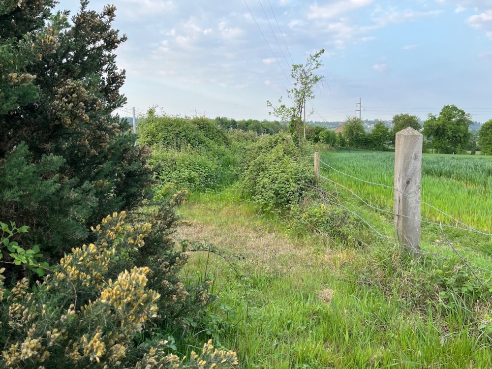le sentier en déprise