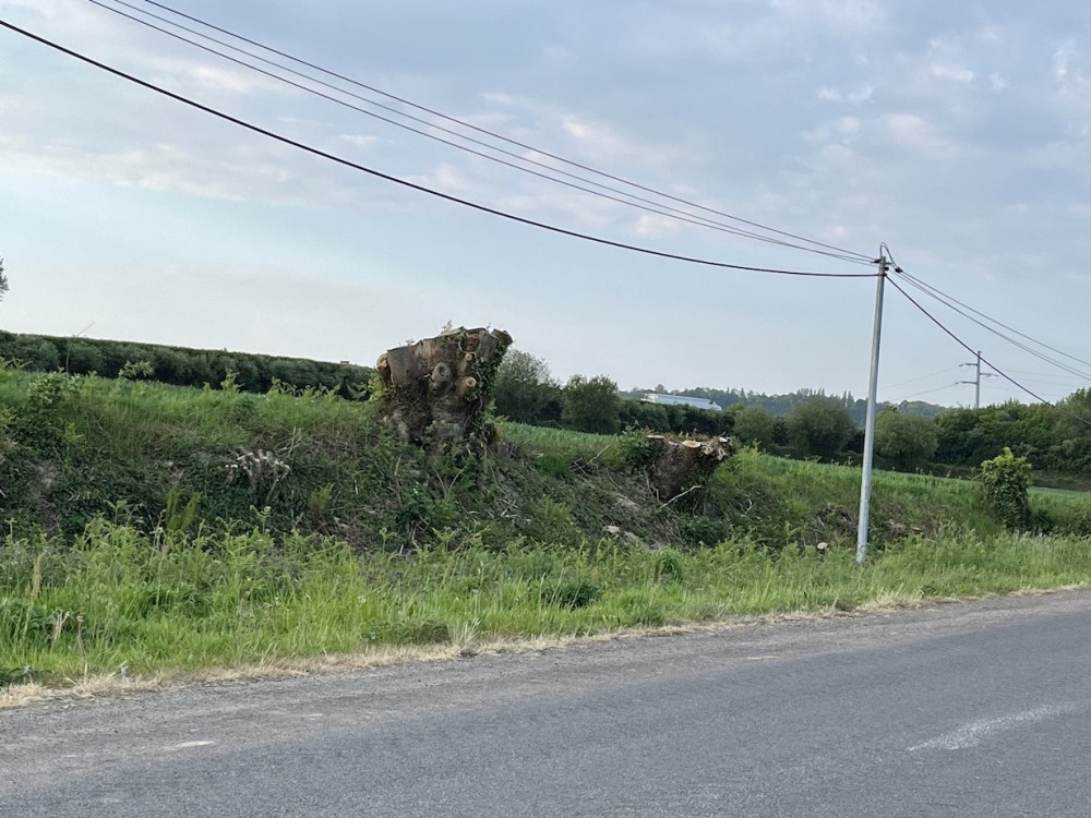 De grosses souches de châtaignier, bien vivantes qui participent à ce paysage végétal "instable".