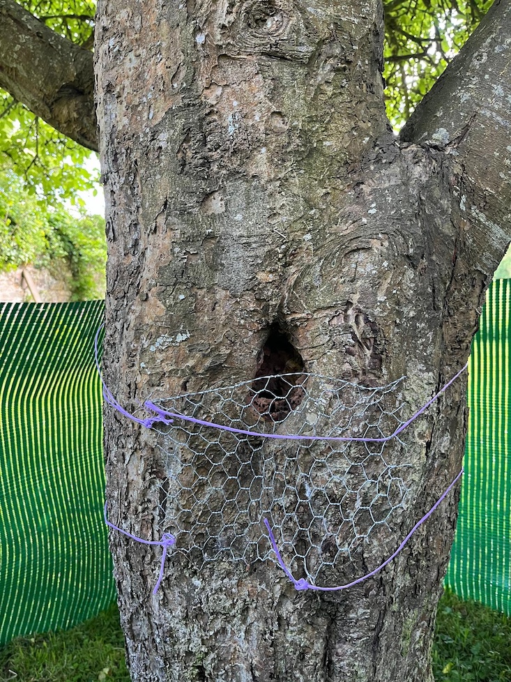 Petit bricolage facilement détourné par les mésanges charbonnières...<br />Le pommier est un ancien pommier en espalier, mais la palmette en U est un très vieux souvenir. L'arbre est au moins âgé de 80 ans et les traces des anciennes branches ont créé de beaux accès au tronc creux. Mais très bas.