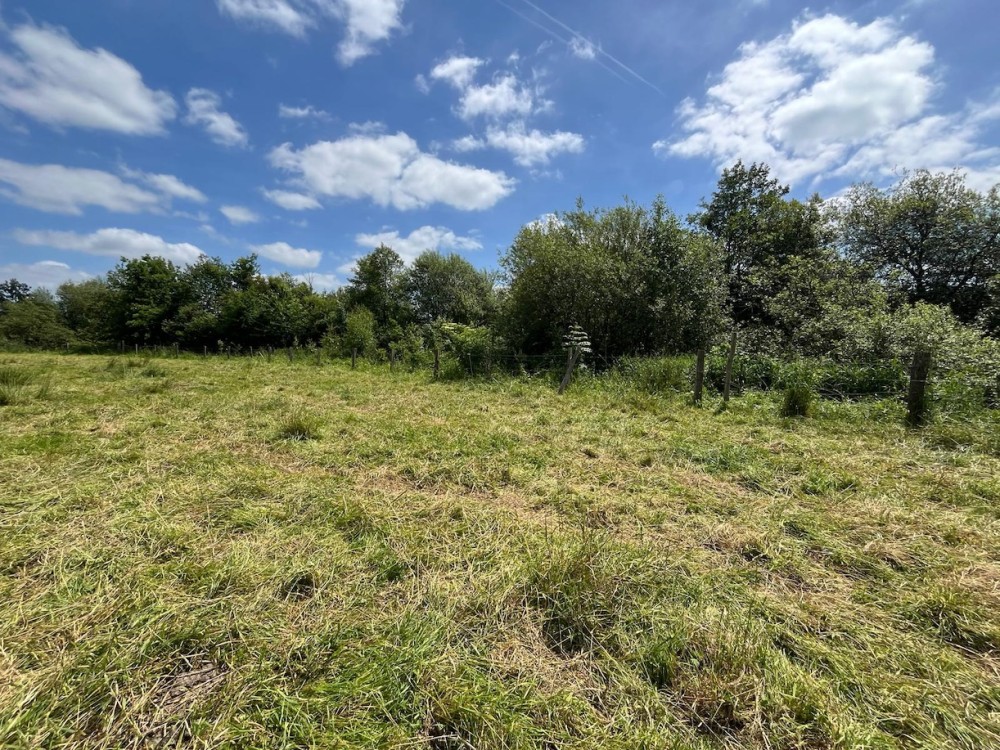 A.jpeg (728.25 Kio) Vu 3974 fois La bande boisée vue depuis la prairie pâturée : les plus jeunes plants sont en lisière.
