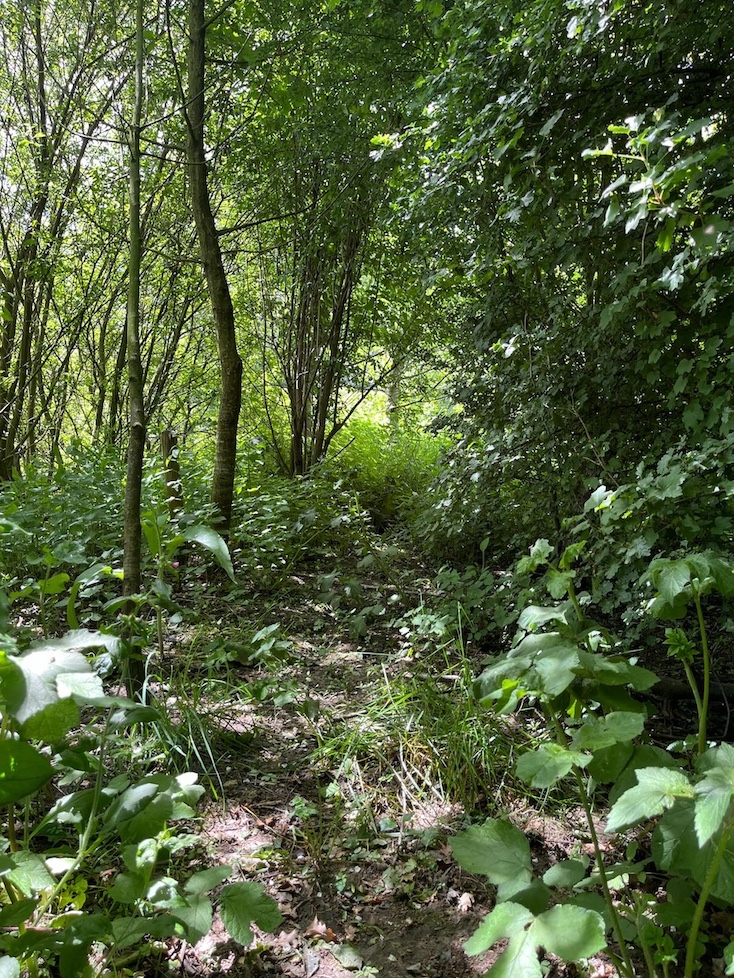 Ambiance de sous-bois; à gauche, le jeune tronc mort du châtaignier.