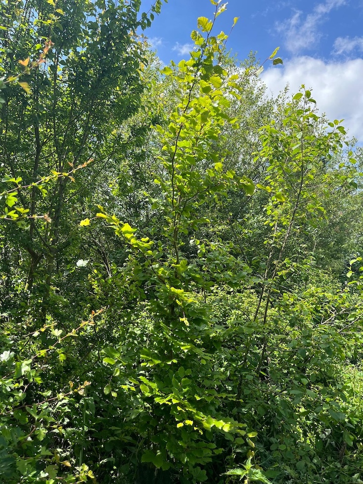 Le hêtre planté ici sur les sédiments de la rive paraît apprécier la station (au centre de la photo) : il fait preuve d' une croissance spectaculaire... A voir combien de temps il va apprécier.