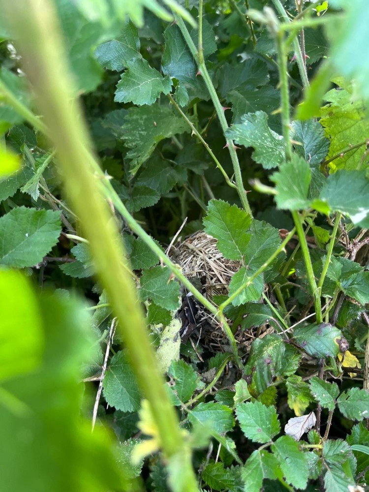 G.jpeg (526.96 Kio) Vu 3974 fois Nid du rat des moissons dans un fouillis de ronces et d'orties.