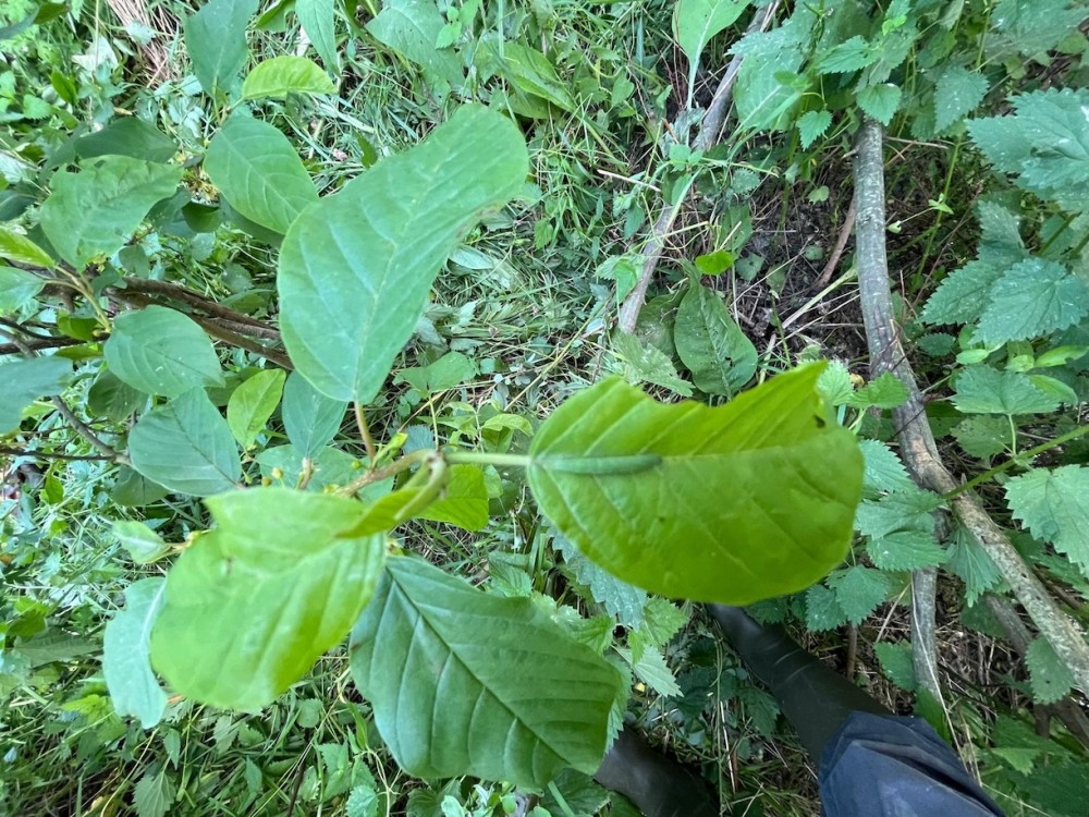 H.jpeg (626.95 Kio) Vu 3974 fois chenille au repos sur la nervure centrale. Beau camouflage!<br />Heureusement que nos jardineries n'ont pas eu la (mauvaise) idée de vendre des bourdaines à feuillage rouge comme les noisetiers, prunus et autres hêtres décoratifs : les chenilles vertes sont évidemment prédatées en priorité, cause de disparition de certains papillons tels les Théclas d'après les spécialistes.