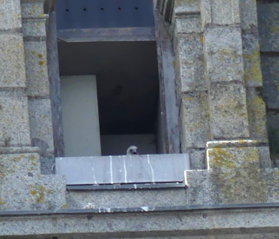 jeune pélerin 25 5 2026.JPG
