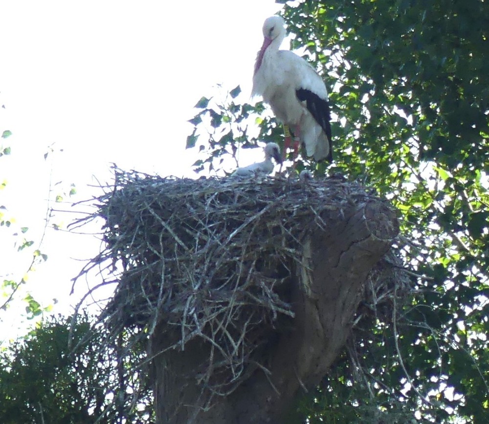 nid de cigogne Marcey les Grèves.JPG