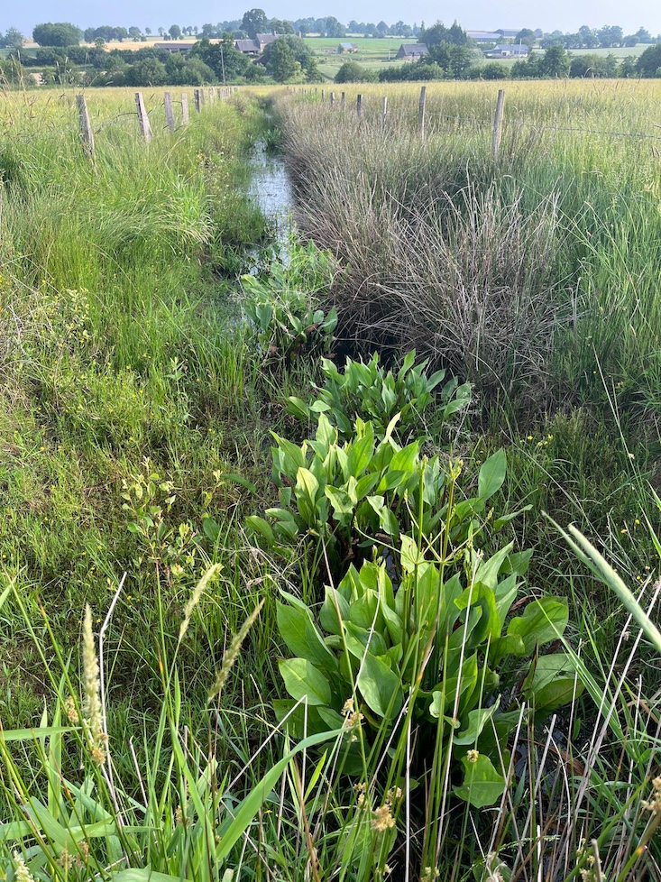 Fossés et exclos attenant sont le point de ralliement des espèces de la prairie