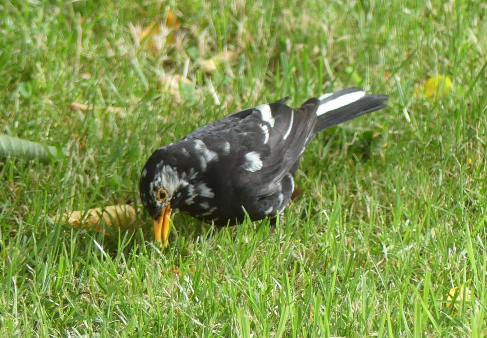merle leucique 6 6 2026.JPG