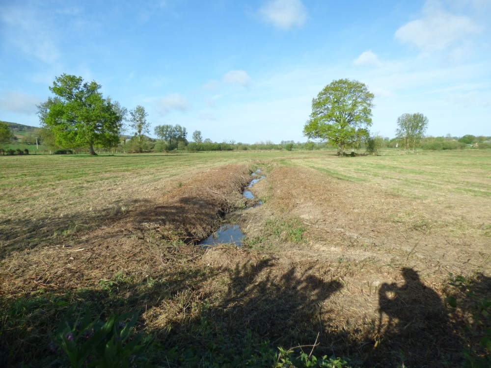 B.JPG (650.06 Kio) Vu 3349 fois Une belle prairie naturelle humide riche en joncs vient d'être passée au broyeur et les fossés mis à nu (Vernix, lit majeur de la Sée- Avril 2026). Bruant des roseaux, bruant jaune, cisticole, traquet pâtre nicheurs; en hiver les bécassines et le farlouse sont chez eux ici.
