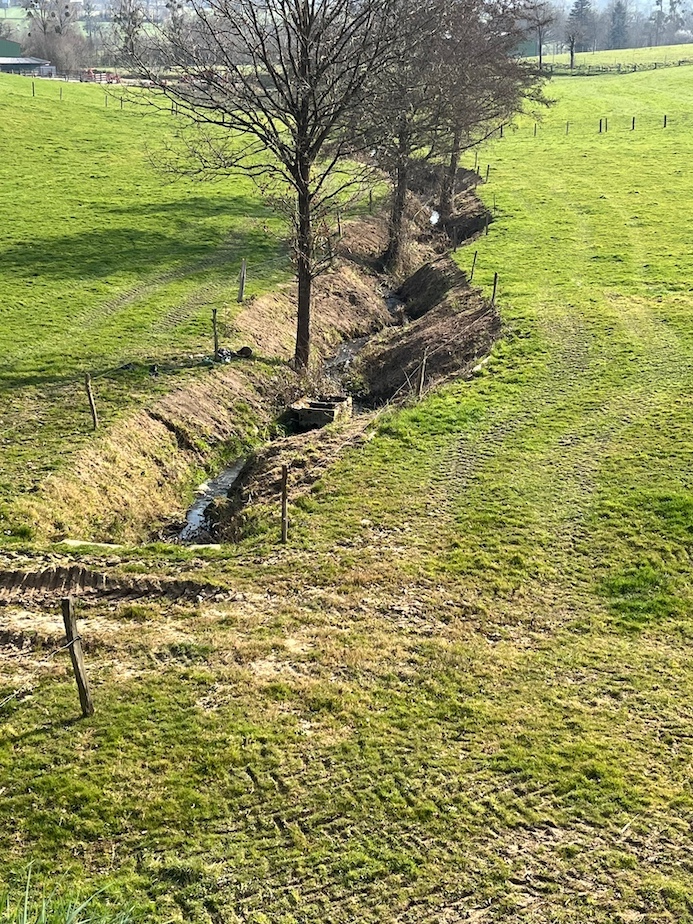 Le broyage sur les rives de ce ruisseau de Brécey est renouvelé chaque année, de plus en une saison sensible...Son profil encaissé est une séquelle de la gestion calamiteuse des petits cours d'eau lors du remembrement de la commune, traités comme des fossés.
