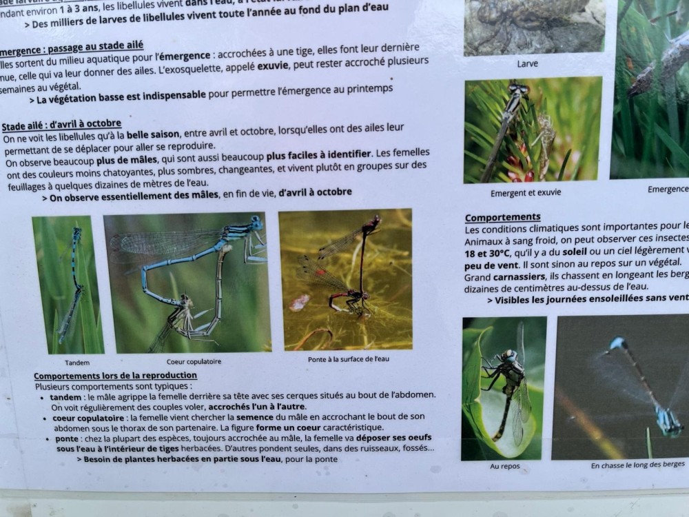 Un exemple d'erreur pédagogique : vouloir trop dire et noyer le lecteur non spécialiste sous une trop grande quantité d'informations. Un exemple, 4 lignes, c'est déjà suffisant.