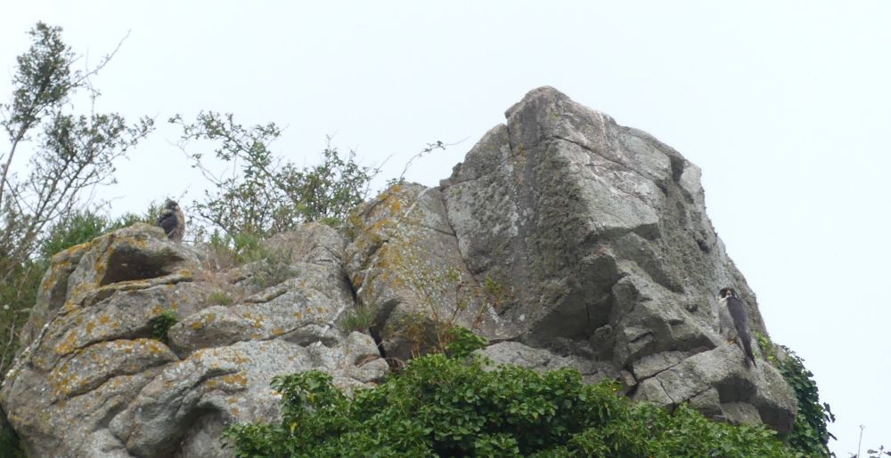 pèlerins tombelaine 10 6 2026.JPG