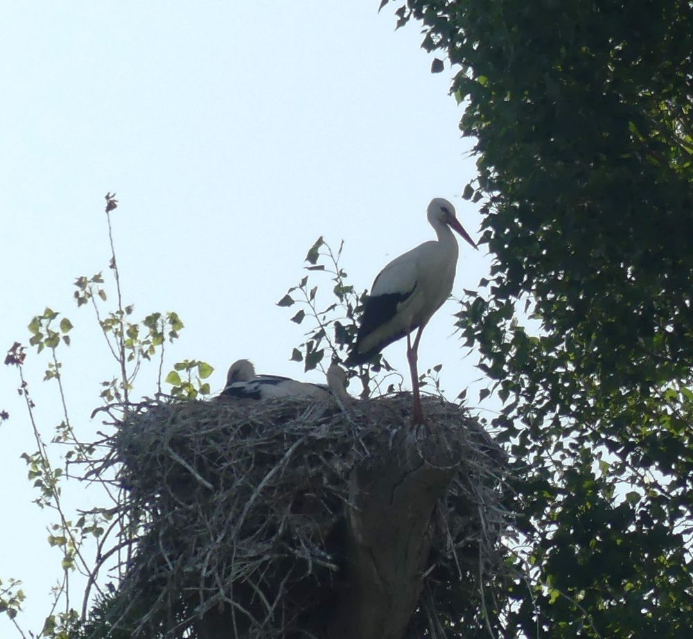 23 6 2026 cigognes Marcey.JPG