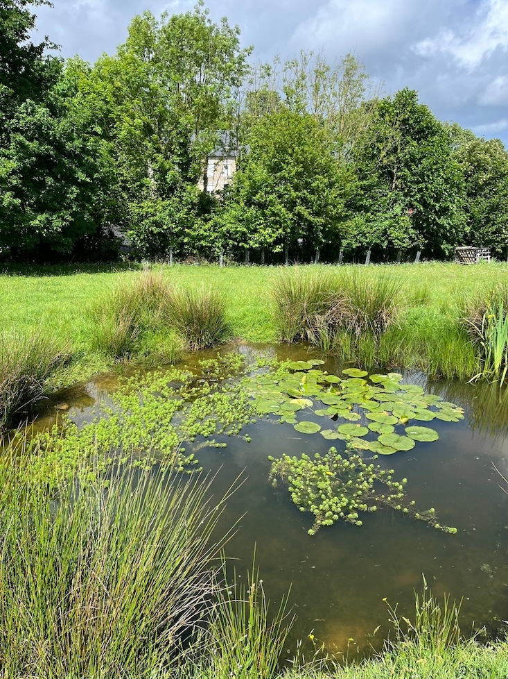 Deux petites mares dont l'une récupère les eaux des toitures; cette année, un couple de pouillots véloces a élu domicile et niché dans un massif dense de prêles au milieu de l'autre bassin!