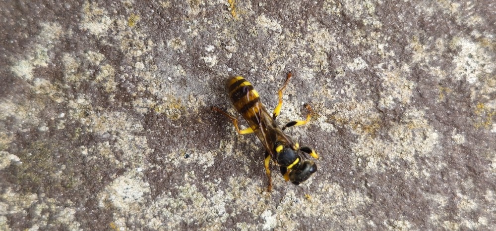 E-guêpe.jpg (573.21 Kio) Vu 2050 fois Des guêpes solitaires ont élu domicile au coin de la porte d'entrée du domicile. Elles occupent une surface sableuse depuis plusieurs années, espace qu'Eric doit défendre contre les chats du voisinage qui confondent cet habitat privilégié avec un bac à lit!ère!<br />détermination et commentaire de Peter Stallegger : <br />"Il s'agit très probablement de la guêpe solitaire Mellinus arvensis.<br />Espèce assez grande (jusqu'à 16 mm pour la femelle) de milieux sableux, souvent en "bourgades" rassemblant des dizaines de nids, elle approvisionne ses cellules exclusivement en diptères."