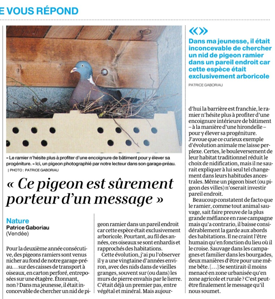 ramier_20260616_OF.jpg (473.03 Kio) Vu 3592 fois Ouest-France courrier des lecteurs