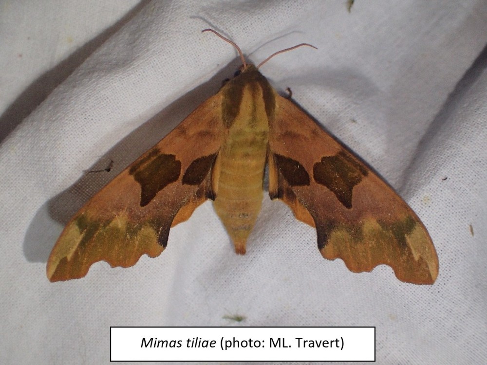 Image10.jpg