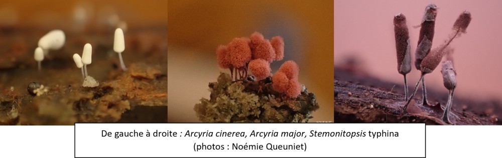 Image11.jpg