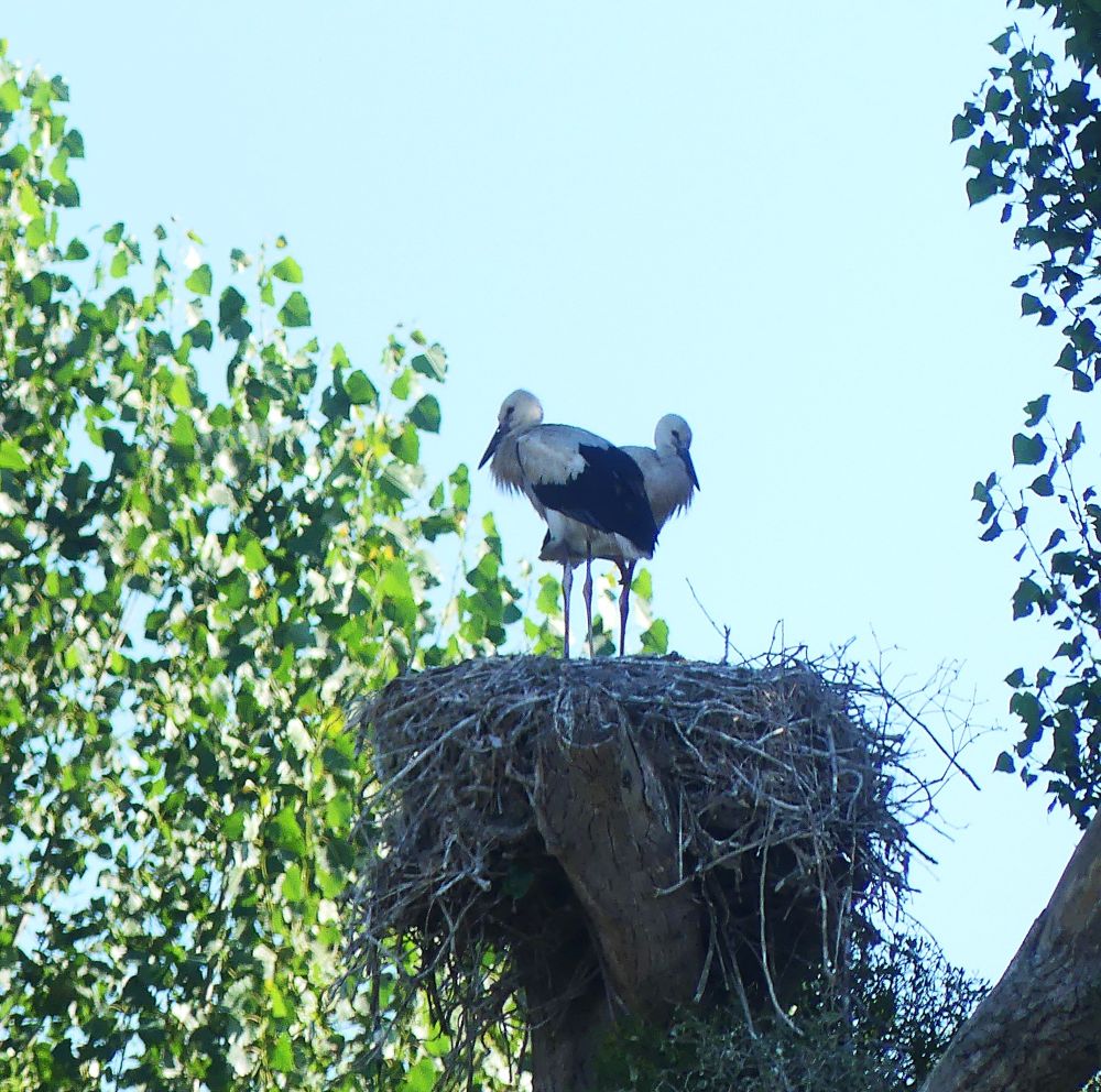 cigognes blanches Marcey les Grèves.JPG